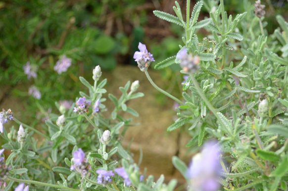 lavender lavender