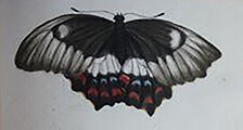 Charlotte Barton Painting Of Butterfly